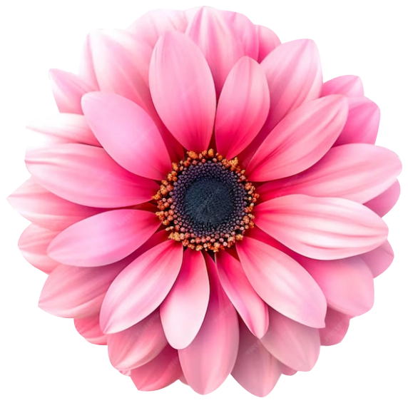 Flower Flower